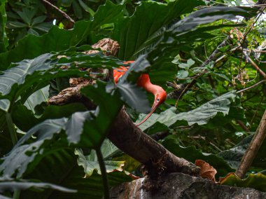 Kızıl Ibis Ağaçta oturuyor