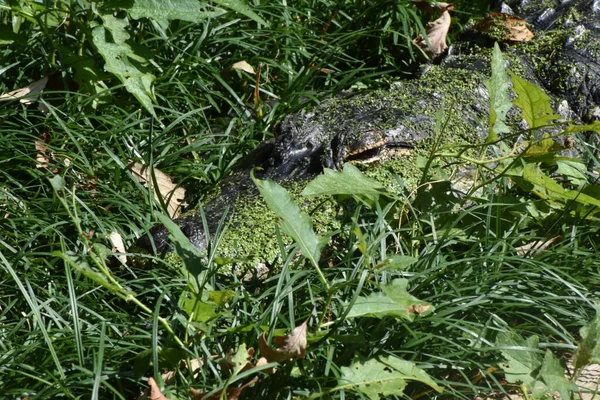 Washington Usa October 2021 Head American Alligator Hiding Foliage Smithsonian — Stock Photo, Image