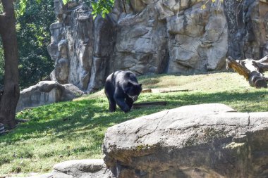 Washington DC, ABD - 15 Ekim 2021: Smithsonian Ulusal Hayvanat Bahçesi 'nde Andean Ayısı