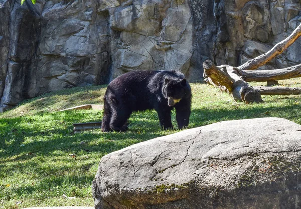 ワシントンDc 2021年10月15日 スミソニアン国立動物園のアンデスベア 壮大なクマ — ストック写真