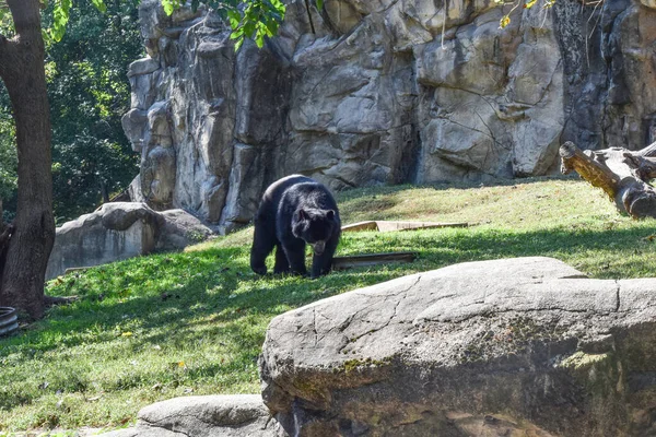 Washington Сша Жовтня 2021 Андійський Ведмідь Spectacled Bear Національному Зоопарку Стокова Картинка