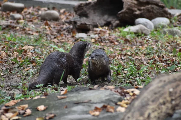 Washington Сша Жовтня 2021 Pair Asian Small Clawed Otters Walking — стокове фото