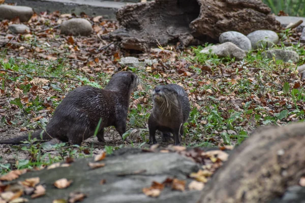 Washington Сша Жовтня 2021 Pair Asian Small Clawed Otters Walking — стокове фото