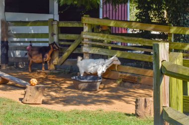 Washington DC, ABD - 15 Ekim 2021: Smithsonian Ulusal Hayvanat Bahçesi Çocuk Çiftliğinde Keçiler Oynuyor