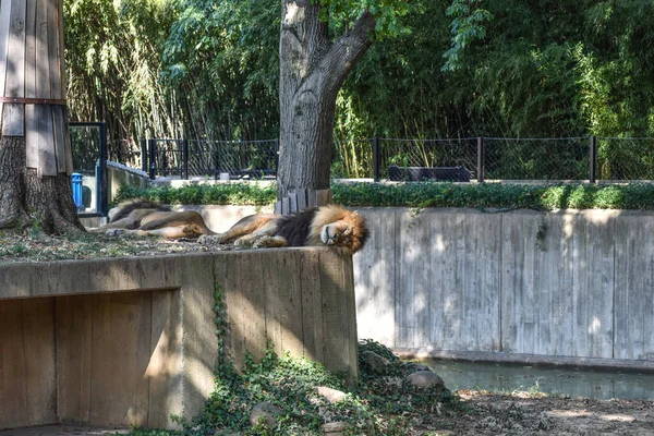 Washington Eua Outubro 2021 Leões Sexo Masculino Dormindo Seu Cerco — Fotografia de Stock