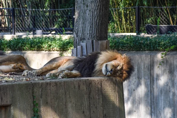 Washington États Unis Octobre 2021 Lions Mâles Dormant Dans Leur — Photo