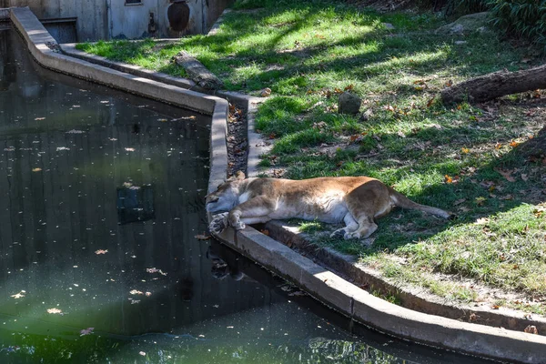 Washington Eua Outubro 2021 Leões Fêmeas Dormindo Seu Cerco Zoológico — Fotografia de Stock