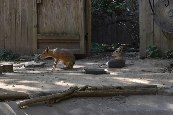 Waszyngton Usa Października 2021 Maras Enclosure Narodowym Zoo Instytutu Smithsona — Zdjęcie stockowe