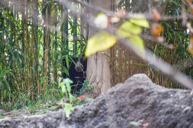 Washington DC, ABD - 15 Ekim 2021: Smithsonian Ulusal Hayvanat Bahçesi 'nde Bambu Arasında Sloth Bear Saklanıyor