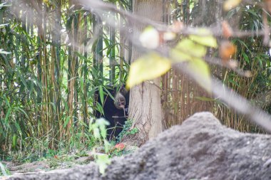 Washington DC, ABD - 15 Ekim 2021: Smithsonian Ulusal Hayvanat Bahçesi 'nde Bambu Arasında Sloth Bear Saklanıyor