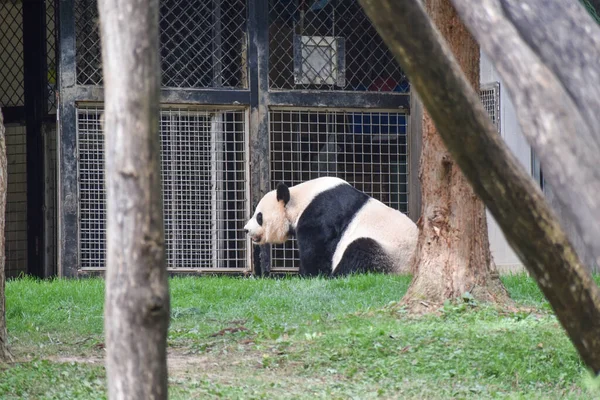 Washington Usa 2021 Október Óriás Panda Pihenés Smithsonian Institute Nemzeti — Stock Fotó