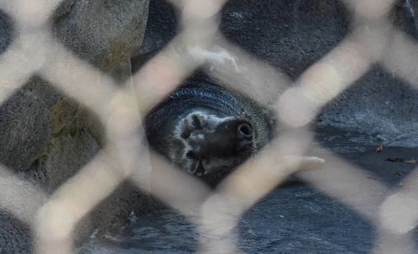Washington Eua Outubro 2021 Face Sea Lion Emoldurado Por Uma — Fotografia de Stock