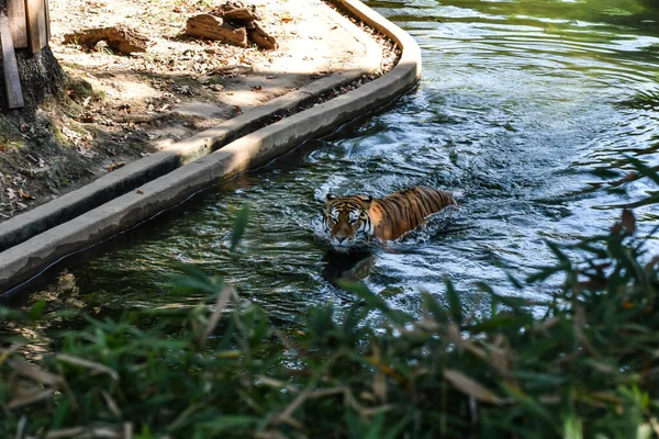 Washington Usa October 2021 Tiger Swimming Its Enclosure Smithsonian Institute — Stock Photo, Image