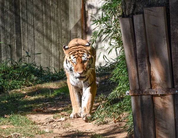 Washington Usa October 2021 Tiger Pacing Its Enclosure Smithsonian Institute — Stock Photo, Image