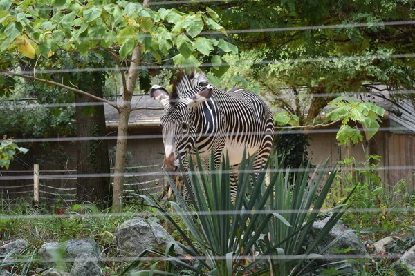 Washington, DC, ABD - 15 Ekim 2021: Zebra Smithsonian Ulusal Hayvanat Bahçesi 'nde muhafaza edildi