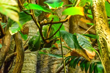 Baltimore, Maryland, ABD - 9 Ekim 2021: Baltimore 'daki Ulusal Akvaryumda Zümrüt Ağaç Boa