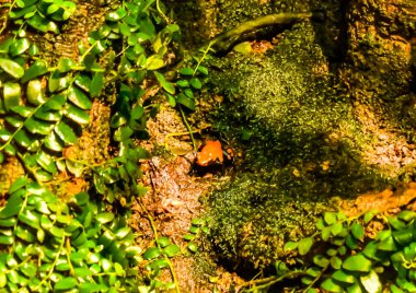 Baltimore, Maryland, ABD - 9 Ekim 2021: Zehirli Dart Kurbağası Baltimore Ulusal Akvaryumu 'nda sergileniyor