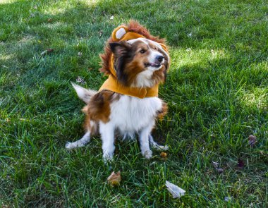 Mutlu bir Shetland Çoban Köpeği (Sheltie Dog) Sonbaharda güneşli bir günde Aslan kostümü ve güzel yeşil bir çimenlikte poz vererek Cadılar Bayramı için hazırlanır.