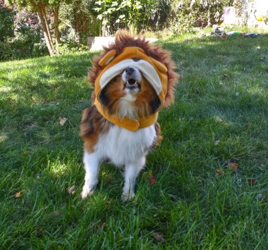 Mutlu bir Shetland Çoban Köpeği (Sheltie Dog) Sonbaharda güneşli bir günde Aslan kostümü ve güzel yeşil bir çimenlikte poz vererek Cadılar Bayramı için hazırlanır.