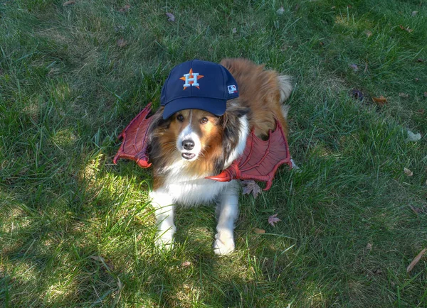 Lorton Virginia Eua Outubro 2021 Shetland Sheepdog Sheltie Comentários Sobre — Fotografia de Stock