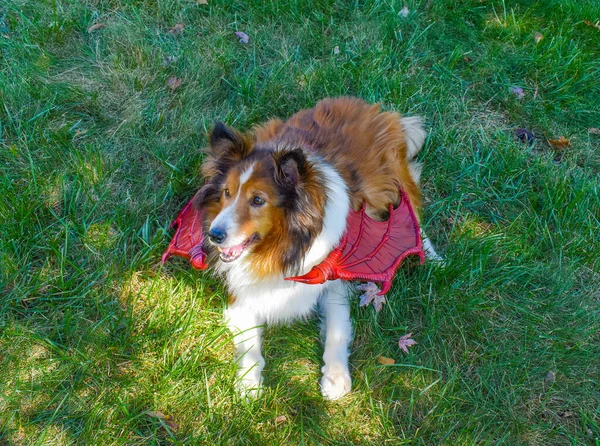 Cão Pastor Feliz Shetland Sheltie Dog Prepara Para Halloween Vestindo — Fotografia de Stock