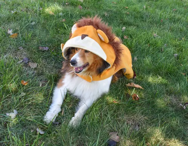 Cão Pastor Feliz Shetland Sheltie Dog Prepara Para Halloween Vestindo — Fotografia de Stock