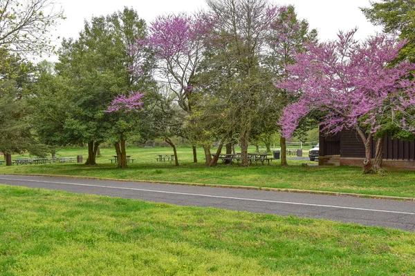 Picnic Tables Sit Under Green Trees and Eastern Red Bud Trees in Early Spring