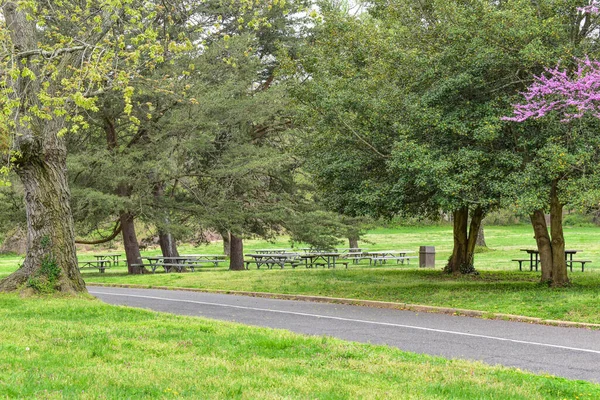 Picknicktische Sitzen Unter Grünen Bäumen Und Östlichen Roten Knospen Zeitigen — Stockfoto