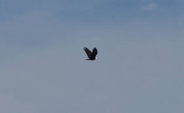 Kel Kartal Açıklıkta Uçuyor, Mavi Gökyüzü Parlak, Sonbahar Öğleden Sonra
