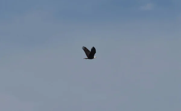 Solitary Bald Eagle Flying Clear Blue Sky Bright Fall Afternoon Stock Photo