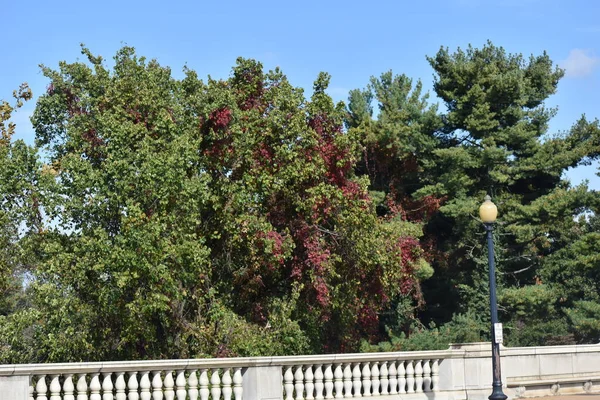 Bäume Mit Herbst Rot Färbendem Laub Einem Sonnigen Tag Mit — Stockfoto