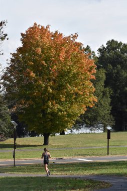 Parlak bir sonbahar gününde yaprakları turuncuya dönen bir ağaç, Ön planda koşan bir kadınla