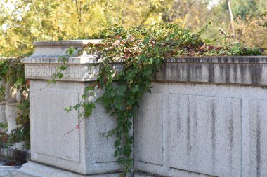 Ivy, Parlak Sonbahar Gününde Üzüm Yapraklarıyla Kaplanmış Taş Yaya