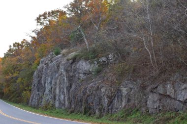 Rocky Cephesi Bir Dağ Yolu boyunca Bir Ormanın Kıyısında Renkli Sonbahar Yeşilliği