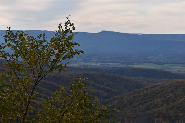 米国バージニア州シェナンドー国立公園 2021年11月3日 前景に美しい秋の木と背景に明るい青空を持つ山の風景 — ストック写真