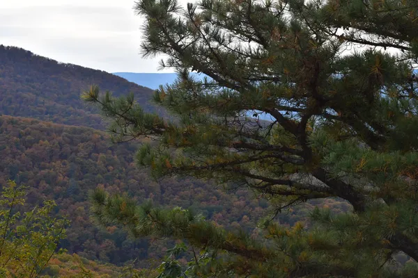 Shenandoah National Park Virgínia Eua Novembro 2021 Paisagem Montanha Com — Fotografia de Stock