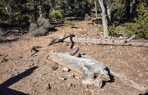 Grand Canyon National Park Arizona Usa November 2021 Dead Tree — Stockfoto