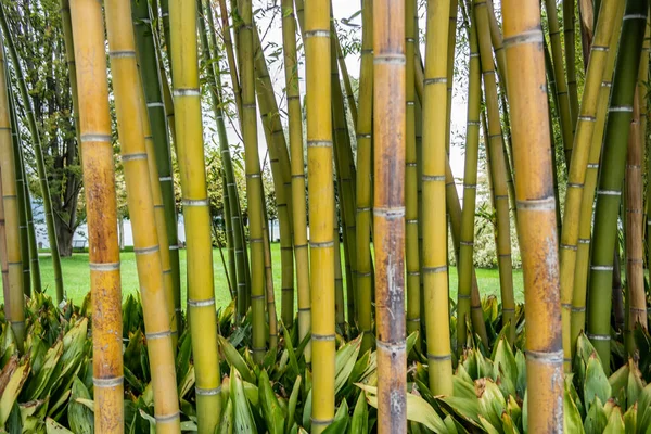Fundo Com Bastões Bambu Grossos — Fotografia de Stock