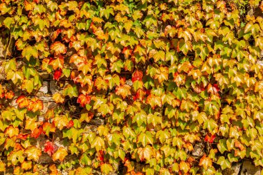 Renkli sarmaşık yapraklı arkaplan