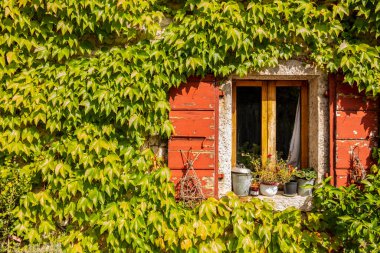 Kırmızı panjurlu bir evde renkli sarmaşık yaprakları olan bir arka plan