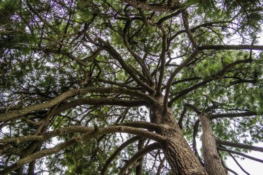 Lübnan sedir ağacının dallarının altından bak
