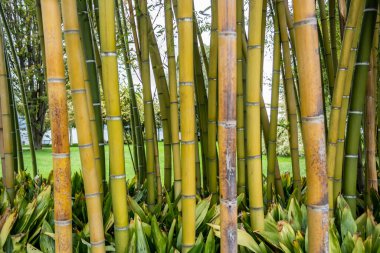 Kalın bambu kamışlı arka plan