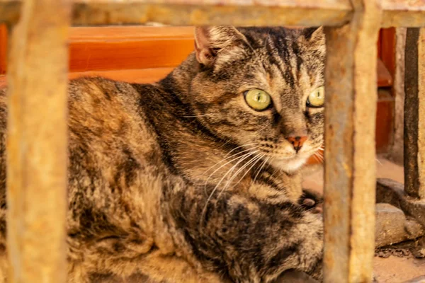 Gato Mentiroso Color Gris Brindle —  Fotos de Stock