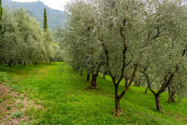Вид на оливковые деревья озера Комо. Ломбардия - Италия