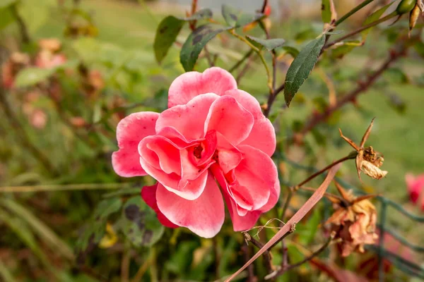 Вид Красную Розу — стоковое фото