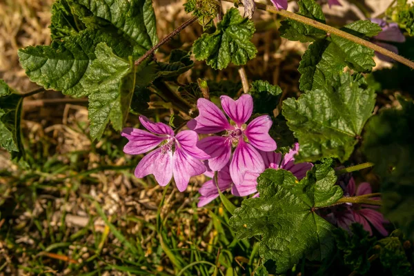 Квітка Фуксії Весняної Дикої Мальви — стокове фото