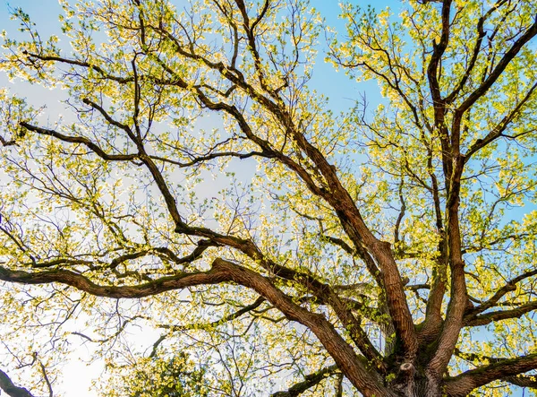 春の木の枝の下景色 — ストック写真