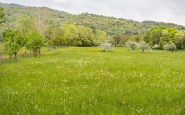 View of a meadow in the foothills of Pederobba, Treviso - Italy