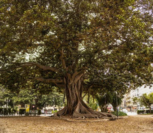 Large Ficus Macrophylla tree located in Valencia. 15 June 2022 Valencia, Andalusia - Spain