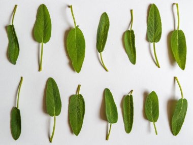 Beyaz arka plan ve taze adaçayı yaprakları.